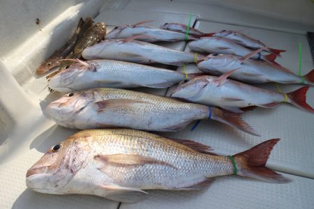 KIM Fishing Guide Ser…