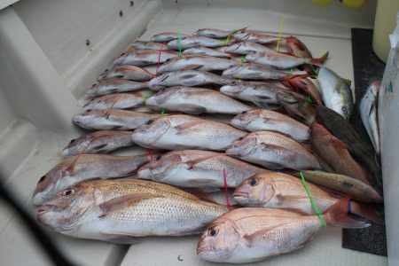 KIM Fishing Guide Ser…