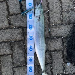 脱帽せざるを得ないジャックアイエース！【ハヤブサ（Hayabusa）ジャックアイエース　インプレッション】