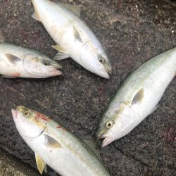 青物自己記録大幅更新！【ハヤブサ（Hayabusa）ジャックアイエース　インプレッション】