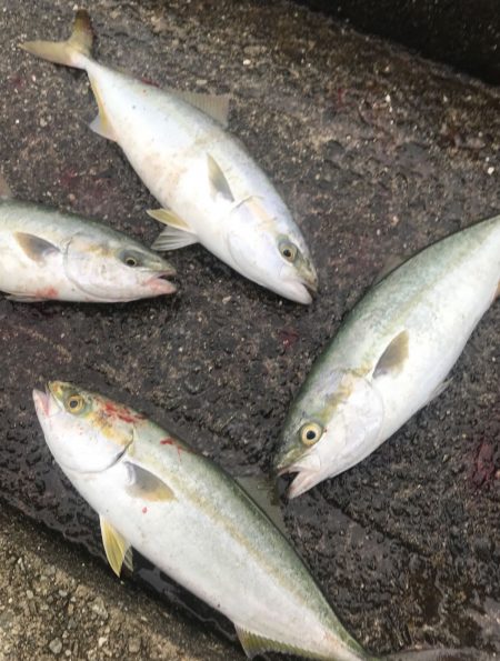 青物自己記録大幅更新！【ハヤブサ（Hayabusa）ジャックアイエース　インプレッション】