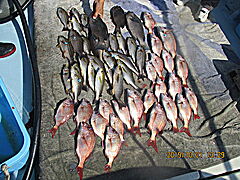 遊漁船 未紗奈 釣果