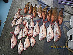 遊漁船 未紗奈 釣果