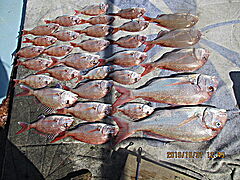 遊漁船 未紗奈 釣果