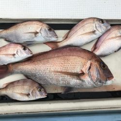 北斗 釣果