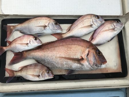 北斗 釣果
