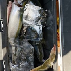 遊漁船　ニライカナイ 釣果