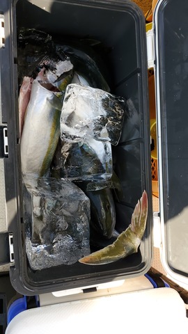 遊漁船　ニライカナイ 釣果