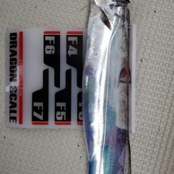 遊漁船 ニライカナイ 釣果