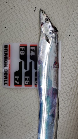 遊漁船 ニライカナイ 釣果