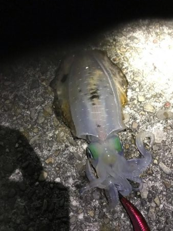 和歌山で秋イカエギング、アオリイカの新子釣…