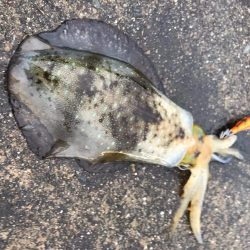 中紀のアオリイカは好調っぽいです。サイズもまあまあになってきました