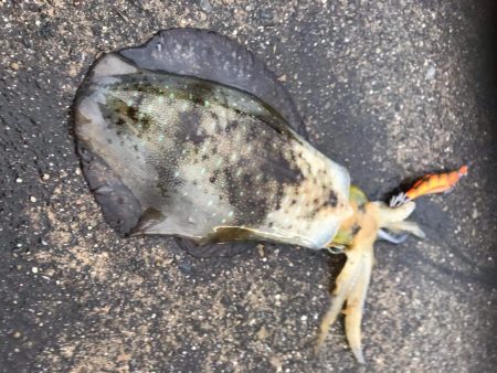 中紀のアオリイカは好調っぽいです。サイズも…