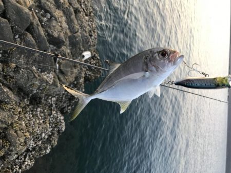 北西爆風の南紀でエギングとショアジギング