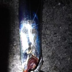 ハマチだらけ　　入れ食い