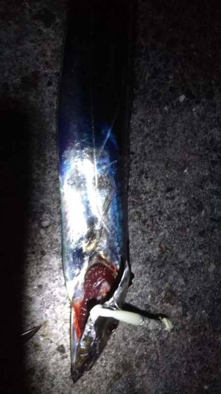 ハマチだらけ　　入れ食い