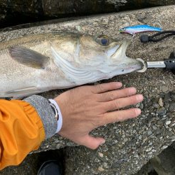 青物は来なかったけど