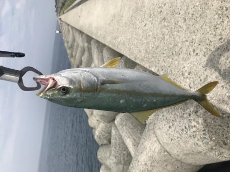 これからがシーズン