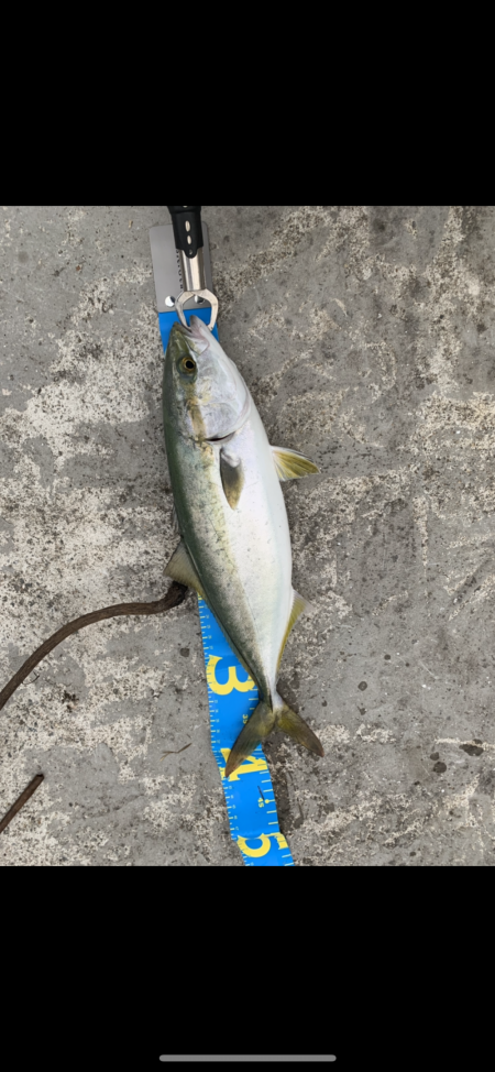 シーバス狙いでまさかの外道ハマチ！！