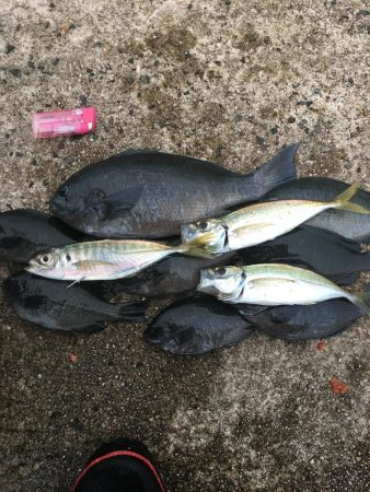 簡単フカセでばっこりグレ釣れました！