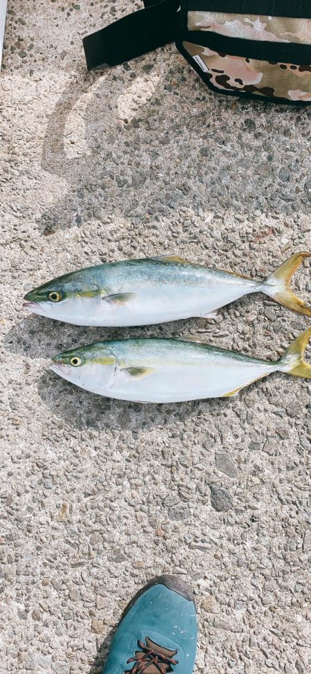 真昼間にツバス、いや、ハマチ！！