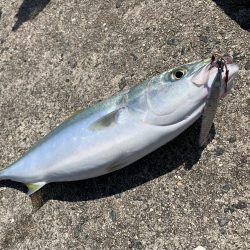 快晴釣り日和！なんとかハマチGET！