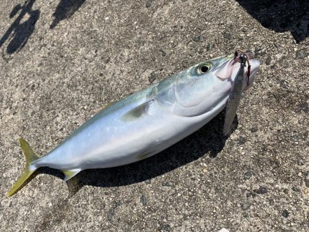 快晴釣り日和！なんとかハマチGET！