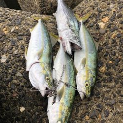 サワラ&ハマチ高活性！！