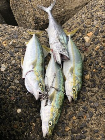 サワラ&ハマチ高活性！！