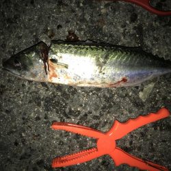 タチウオかと思いきや、大サバ！