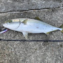 久しぶりに青物