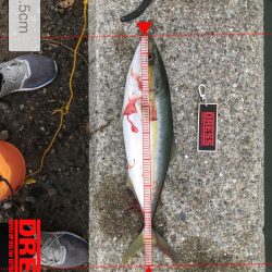 ご近所湾奥釣行