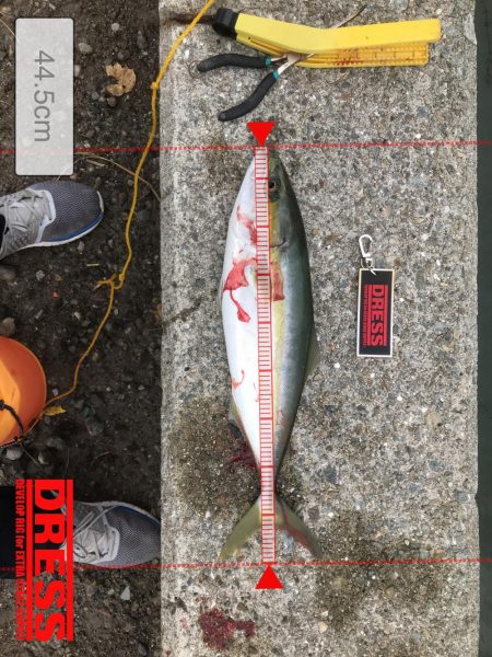 ご近所湾奥釣行