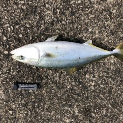 ショアジギング