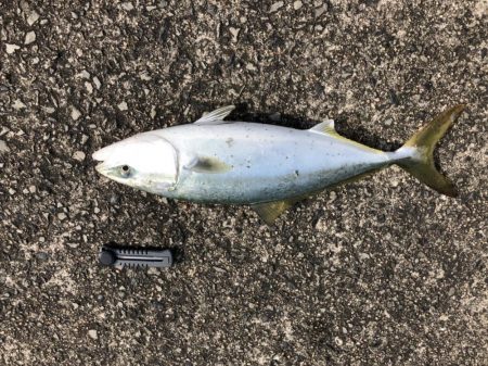 ショアジギング