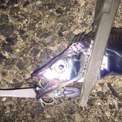 エソ番長復活‼️