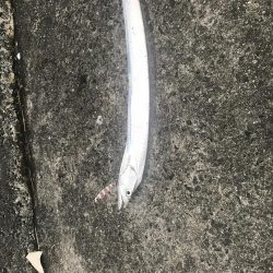 今年初タチウオ