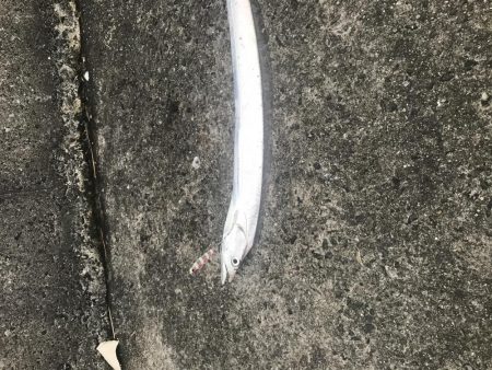 今年初タチウオ