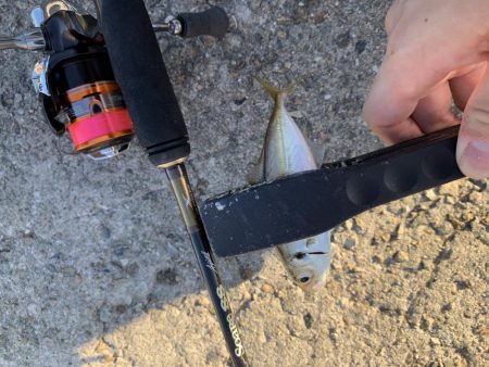 初場所アジング