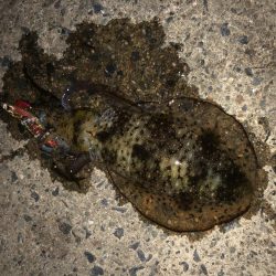 やっと良型ゲット