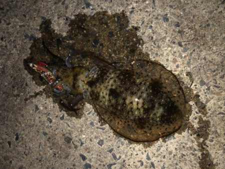 やっと良型ゲット