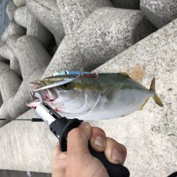 人工島青物リベンジ