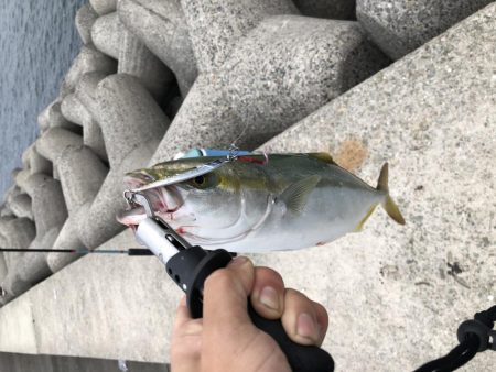 人工島青物リベンジ