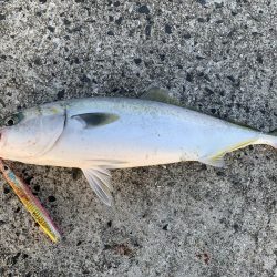 釣れてるって聞いて調査に行ったつもりが。