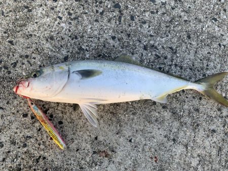 釣れてるって聞いて調査に行ったつもりが。