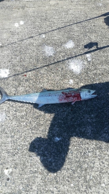 台風の影響は少ないが、、