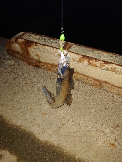 さくっとタチウオ