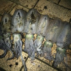 これでしばらくお休み