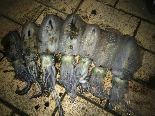 これでしばらくお休み