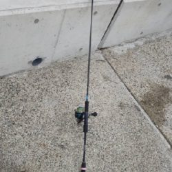 念願の奴が釣れた